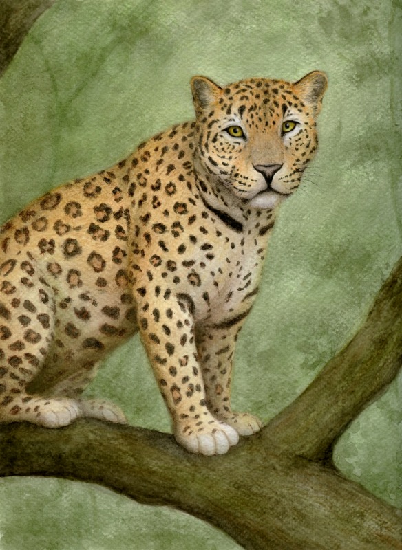 Jaguar in Tree - Watercolor